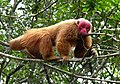 116.Uakari calvo Cacajao calvus - Primates