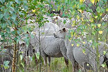 Marked and numbered sheep within a fenced area of the Kalmthout Heath, on 11 September 2016.