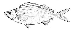 Mendosoma lineatum