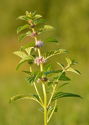 Hortelã-brava (Mentha arvensis) em Keila, Estônia. (definição 3 991 × 5 595)