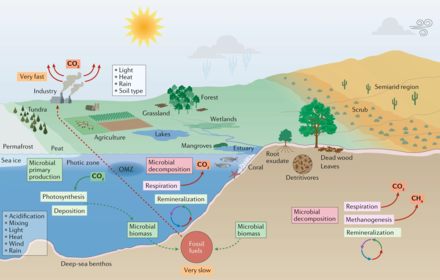 Microorganisms and climate change in marine and terrestrial biomes Microorganisms and climate change.png