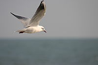 Mouette