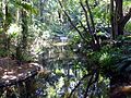 Mt. Coot-tha Botanic garden