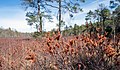 Miniatyrbild för versionen från den 11 maj 2022 kl. 07.24