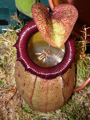 Nepenthes sibuyanensis