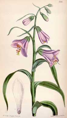 Notholirion macrophyllum CBM.png