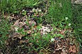 Kleine veldkers (Cardamine hirsuta)