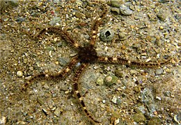 Ophiure à piquants courts (Ophiocoma echinata), forme claire