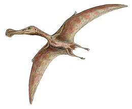 Rajz az Ornithocheirus simusról