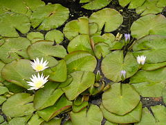 Nymphaea caerulea