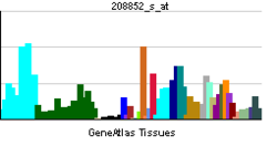 PBB GE CANX 208852 s at tn.png