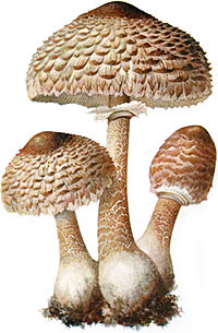 Macrolepiota procera, the parasol mushroom Parasol-1.jpg