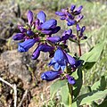 Flowers of Penstemon pennellianus