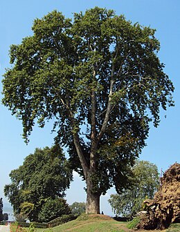 Keleti platán (Platanus orientalis)