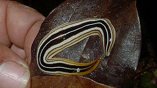 Platyhelminthes, Tricladida, Terricola, Atlantic forest, northern littoral of Bahia, Brazil (14617707721).jpg