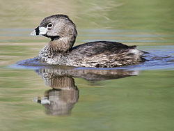 Paksunokkauikku (Podilymbus podiceps)