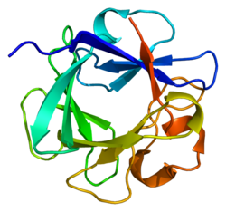 Белок FGF4 PDB 1ijt.png