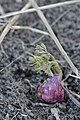 Purple-stemmed Angelica (Angelica atropurpurea) in Kitchener, Ontario, Canada 4 March 2018 showing its first leaves