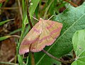 Rhodostrophia calabra Besenginster-Rotrandspanner