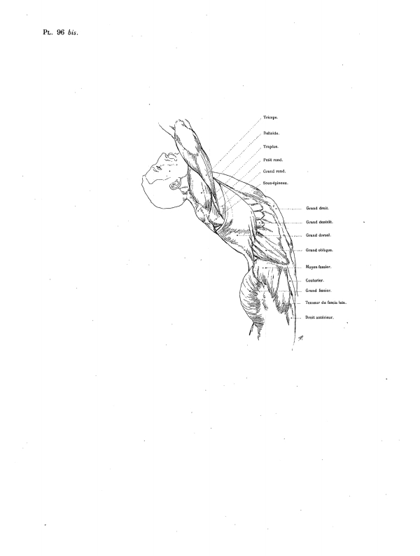 MOUVEMENTS DU TRONC (SUITE) Pl. 96 bis