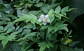 Rubus rosifolius