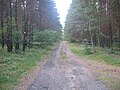 Ruhland, alte Waldstraße, Waldweg-Kreuzung Blick nach Westen Richtung Sieggraben-Furt; Ruhlander Forst (Nordost) (Flurname), früher links An der alten Heidetrift (alter Flurname)