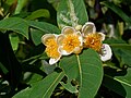 Flowers close up. Darmaga.