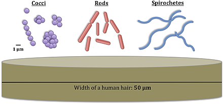 Different bacteria shapes (cocci, rods and spirochetes) and their sizes compared with the width of a human hair. A few bacteria are comma-shaped (vibrio). Archaea have similar shapes, though the archaeon Haloquadratum is flat and square.
The unit mm is a measurement of length, the micrometer, equal to 1/1,000 of a millimeter Shapes of bacteria and size comparisons.jpg