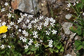 Silene rupestris