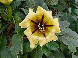 Aranysárga óriáscsésze (Solandra maxima)