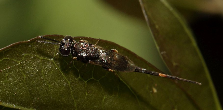 Solenura nigra