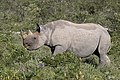 26. Nőstény délnyugat-afrikai keskenyszájú orrszarvú (Diceros bicornis occidentalis) az Etosha Nemzeti Parkban (Namíbia) (javítás)/(csere)