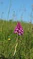 Pyramidenorchis (Anacamptis pyramidalis)