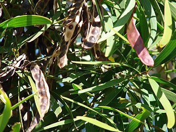 English: Acacia confusa (leaves and seedpods)....