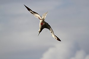 A Red-footed Booby flying in Hawaii, USA.