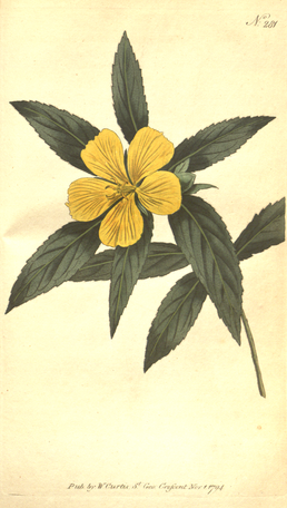 The Botanical Magazine, Plate 281 (Volume 8, 1794).png