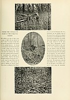 A Photographic History of the Civil War nyolcadik kötetének 179-én oldaláról való kép.