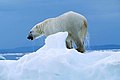 Blanka urso (Ursus maritimus) sur glacio