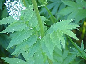 Valeriana officinalis