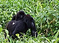 Hegyi gorilla a Virunga Nemzeti Parkban