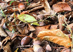 Name: Autumn impression - acorns. Location: Mü...