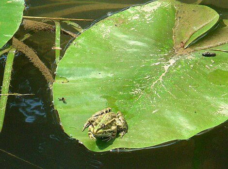 Жаба у језеру Бардача, Република Српска