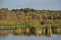 Рибне, Заказник лісовий