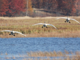 Trumpeter swans landing on the Vista Flowage