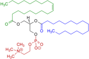 Forma zwitterionica della fosfatidilcolina