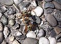 (002) Die Gallier unter den Wespen im Fight (Polistes dominulus)? Sicher? noch offen