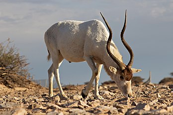 Un addax mâle au Maroc. (définition réelle 3 840 × 2 560)