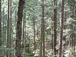 Skógur af Abies durangensis í Tamazula, Durango, Mexíkó