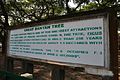Indijos botanikos sodo lentelė su Didžiojo banjano aprašymu