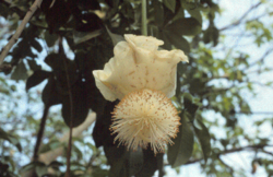 Adansonia digitata